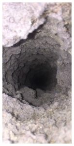 dirty dryer vent
